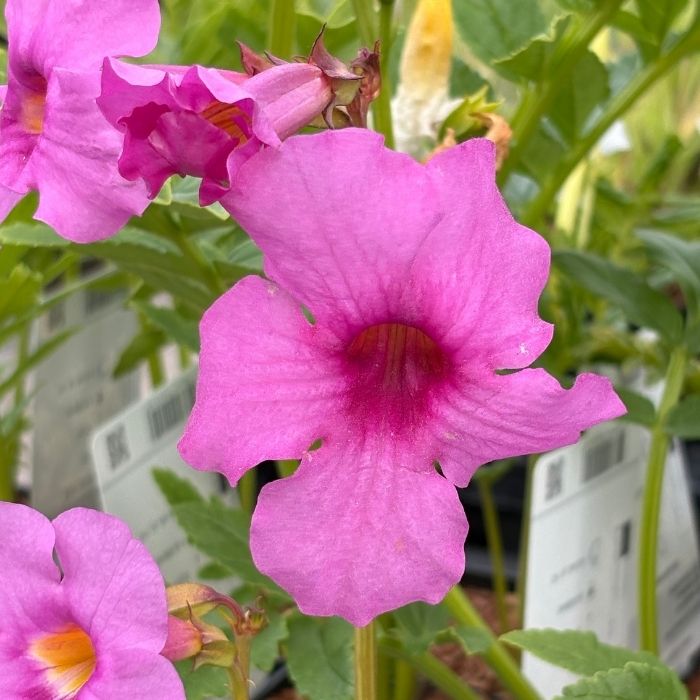 Havegloxinia delavayi