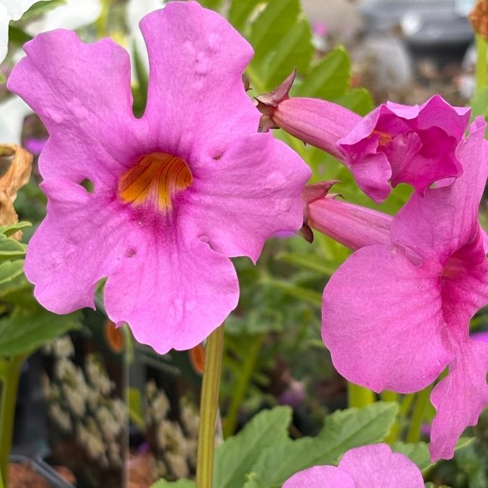 Havegloxinia delavayi