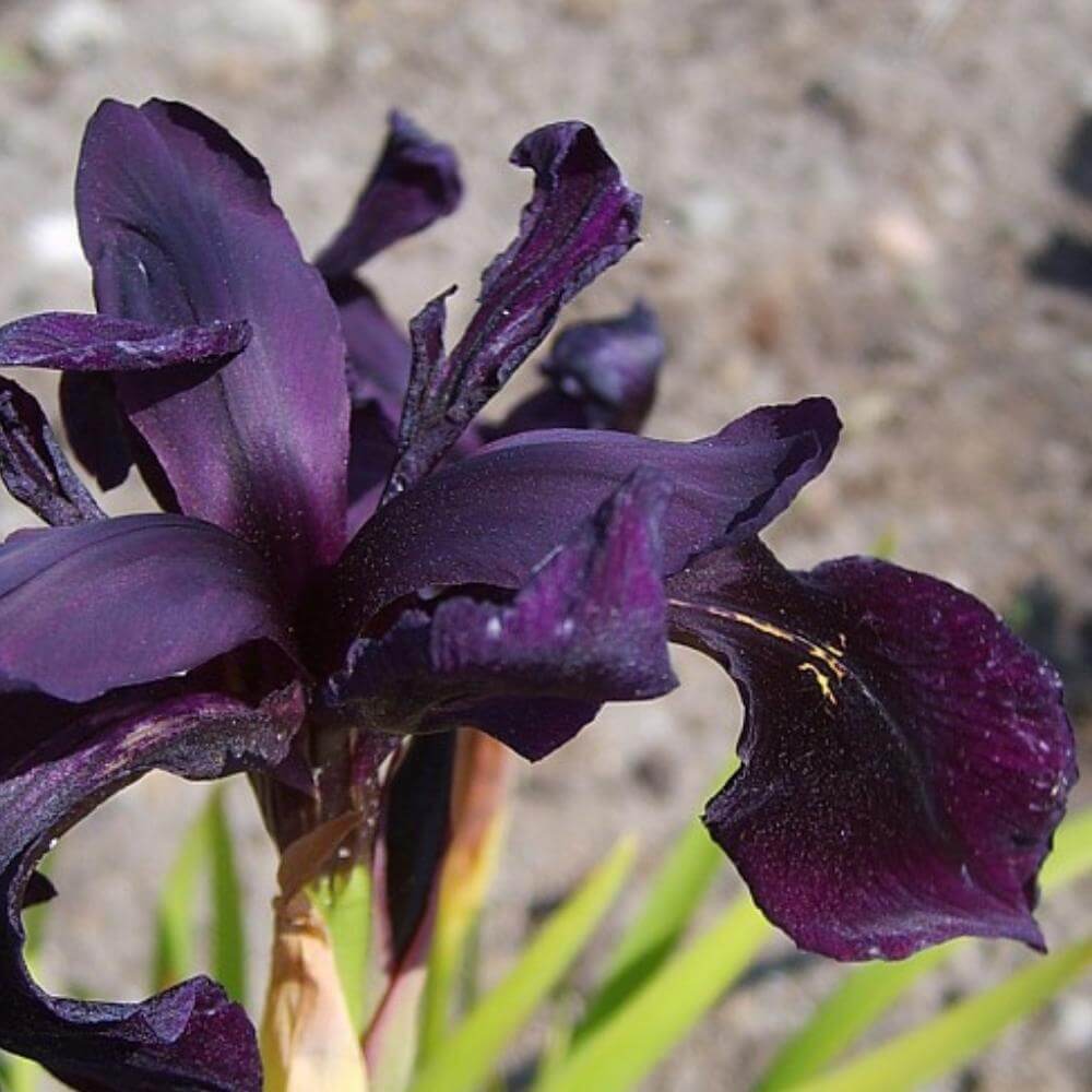 iris, IRIS chrysographes 'Black Form' - 1 L Potte