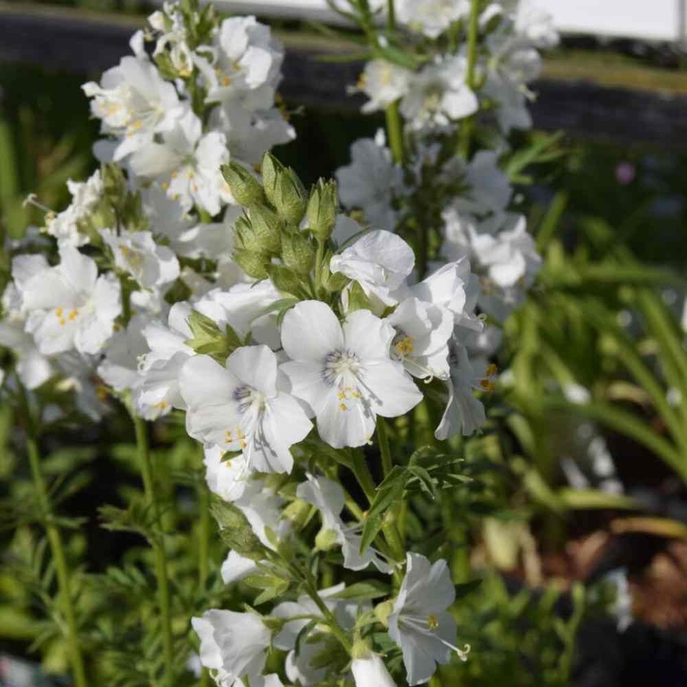 Jacobsstige, POLEMONIUM caeruleum 'Album' i 1 L Potte