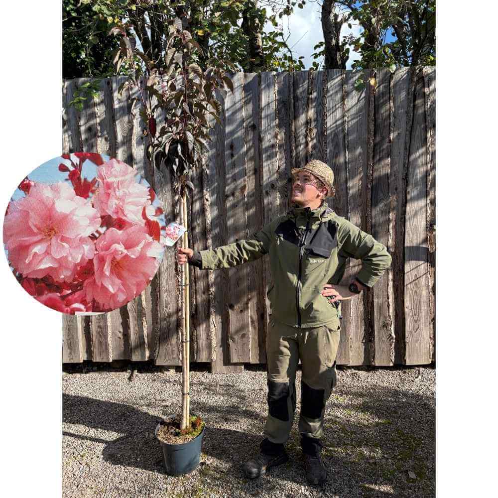 Japansk kirsebær, Prunus ser. 'Royal Burgundy' - 150 cm stamme, 12L potte