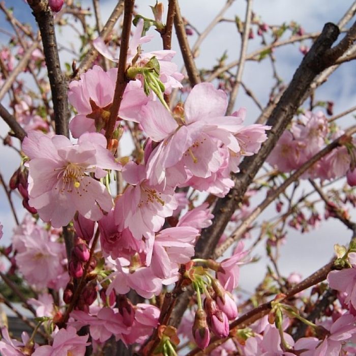 Japansk Kirsebærtræ, Prunus 'Accolade'