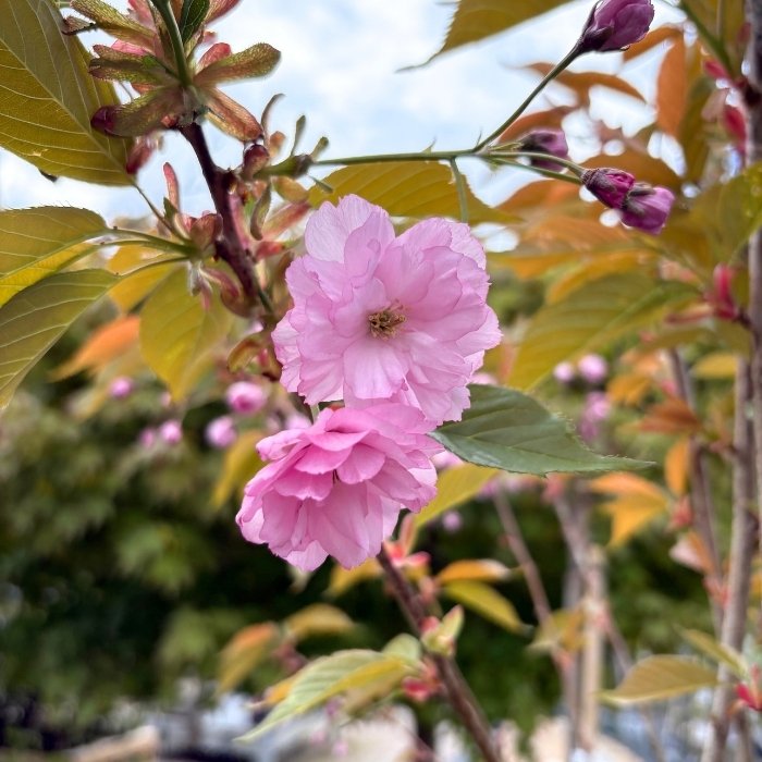 Japansk kirsebærtræ, Prunus serr. 'Kanzan'