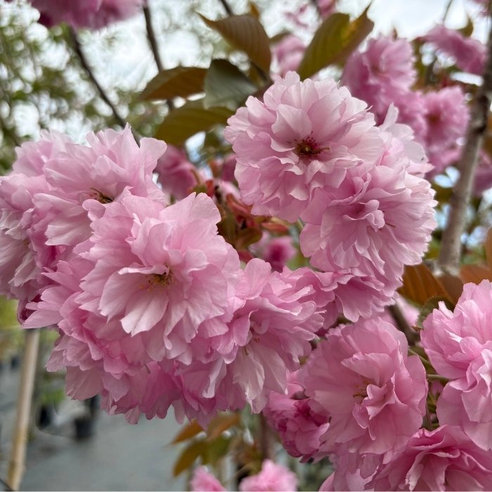 Japansk kirsebærtræ 'Kanzan'