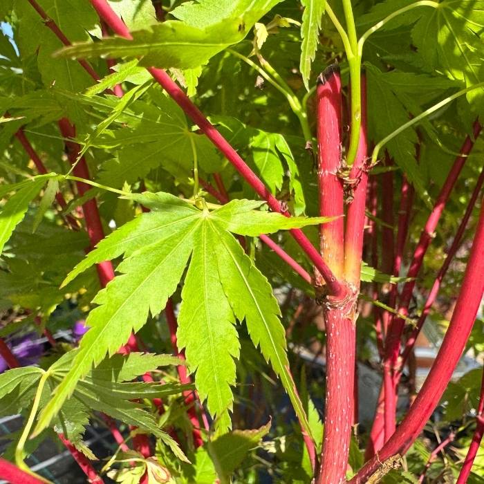 Japansk Løn, Acer palmatum 'Sangokaku' - 4L potte, H50-60cm