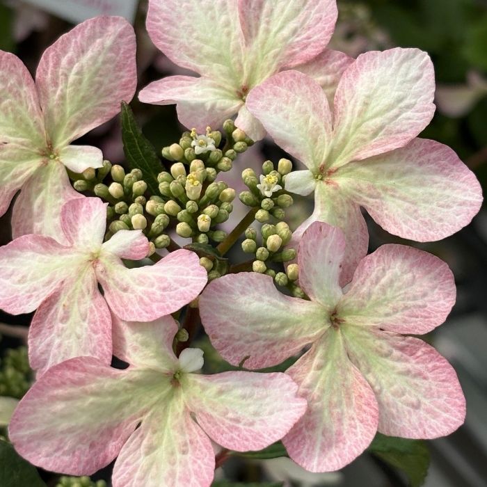 Japansk Snebolle, Viburnum plic. 'Molly Schroeder' - 30-40 cm høj - 5l potte