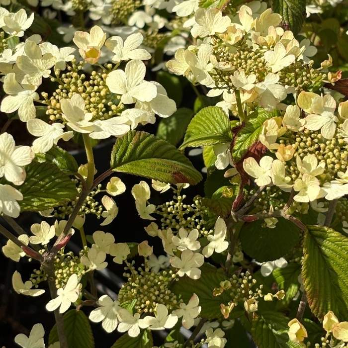 Japansk Snebolle, Viburnum plic. 'Watanabe', 30-40 cm høj - 4l potte