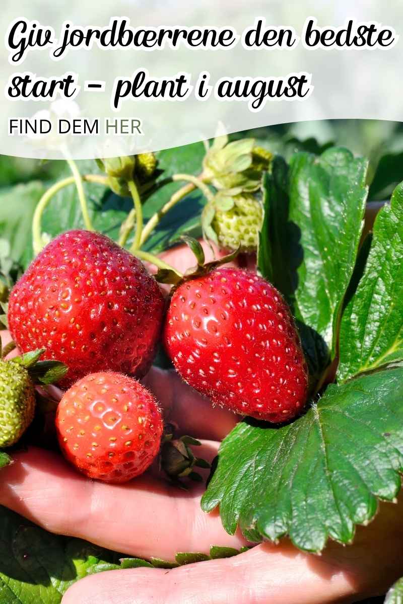 plant jordbær nu og få den bedste høst næste sommer