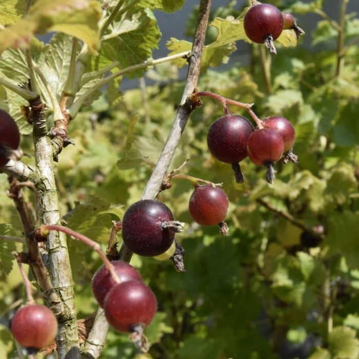 Ribes Nig. Jodeli® 5 L Potte
