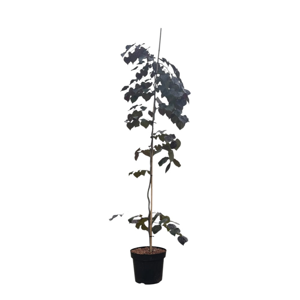 Judastræ, Cercis can. 'Ruby Falls' - 12L potte, h150-175 cm 