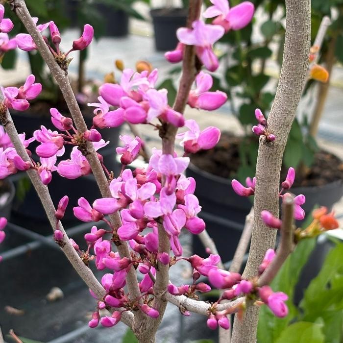 Judastræ, Cercis chinensis 'Avondale' 