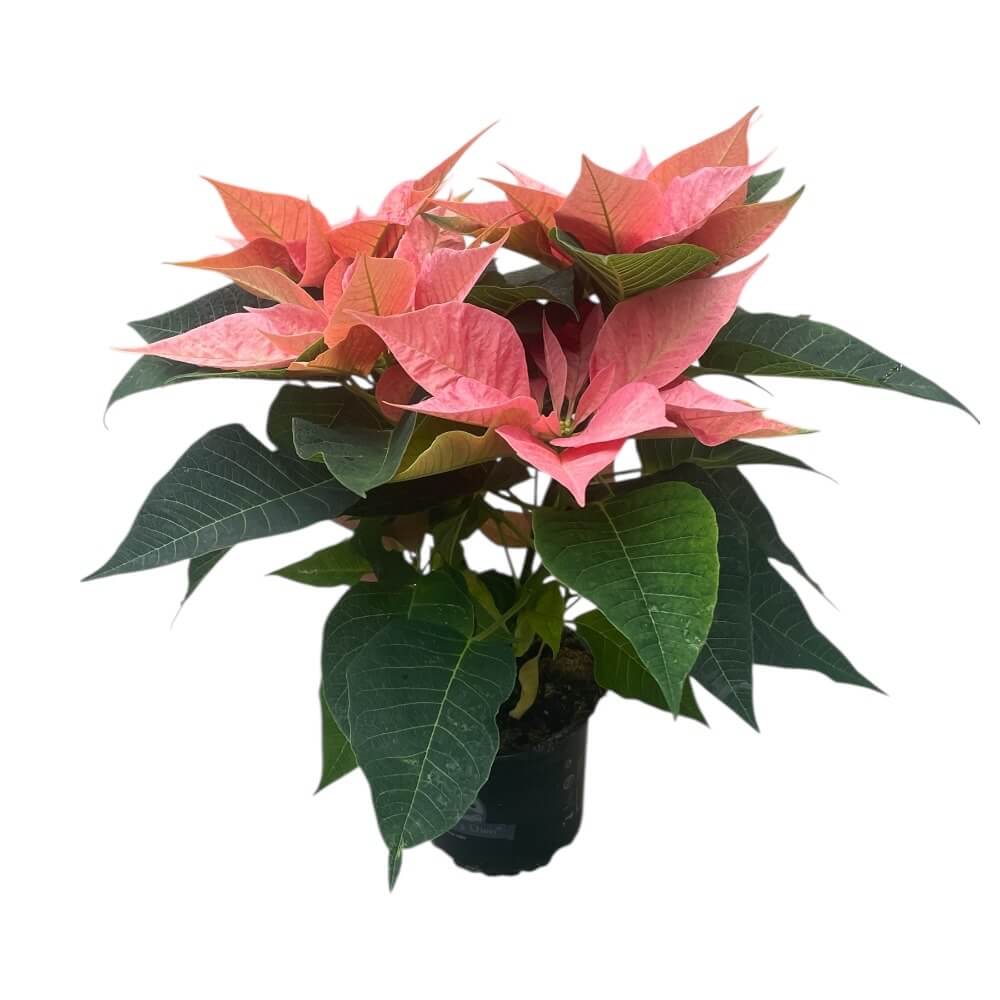 Julestjerne, 6-8 grenet - 13 cm potte