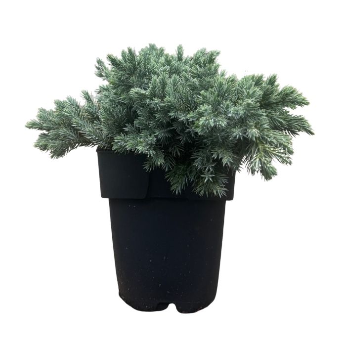 Enebær, Juniperus squ. Blue Star