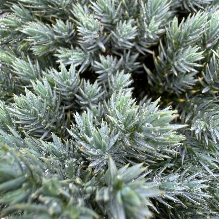 Enebær, Juniperus squ. Blue Star