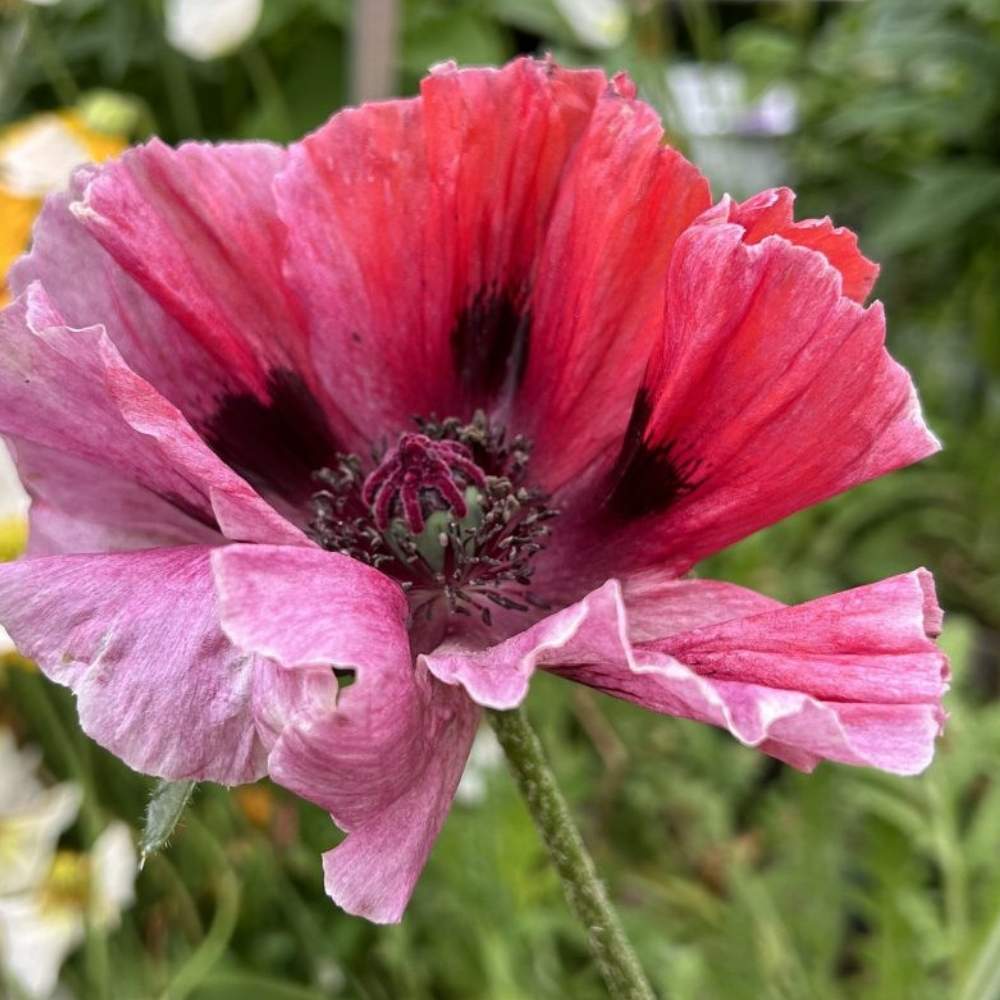 Kæmpe Valmue, PAPAVER orient. 'Patty's Plum' - 1 L Potte