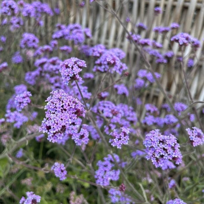 Kæmpe Verbena, Verbena bon. Lollipop