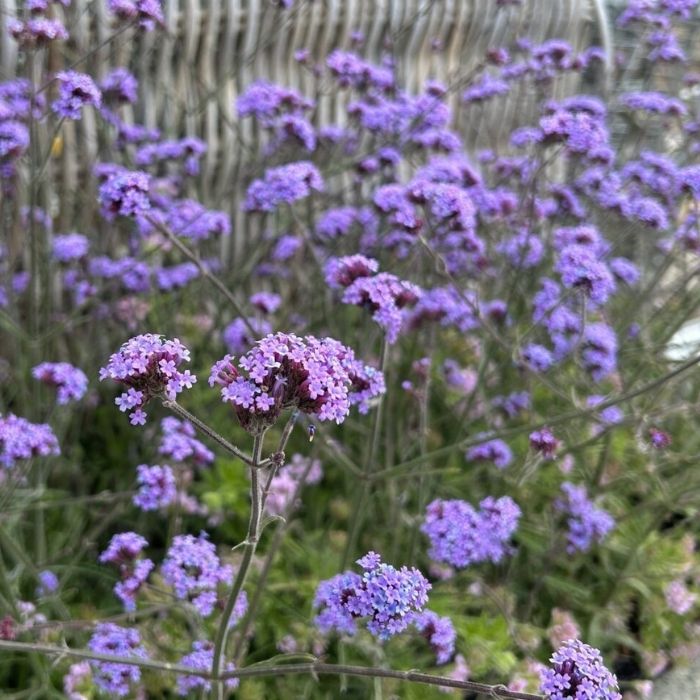 Kæmpe Verbena, Verbena bon. Lollipop