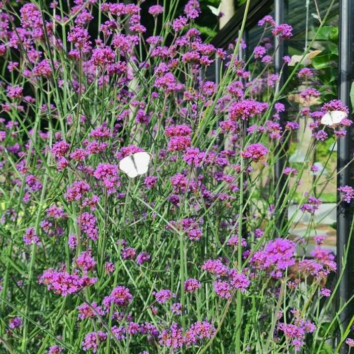 Kæmpe verbena bonariensis 'Bampton'