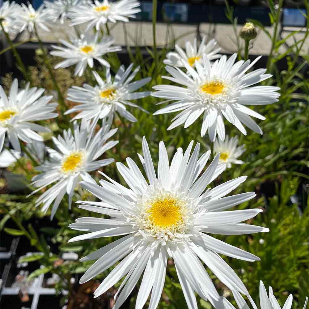 Kæmpemagorit, LEUCANTHEMUM 'Christine Hagemann' i 1 L Potte