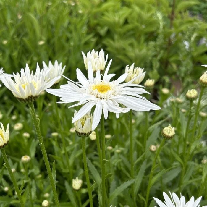 Kæmpemargurit, Leucanthemum Sup. 'Christine Hagemann'