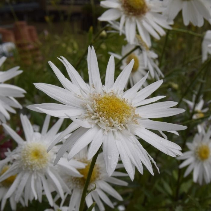 Kæmpemargurit, Leucanthemum Sup. 'Christine Hagemann'