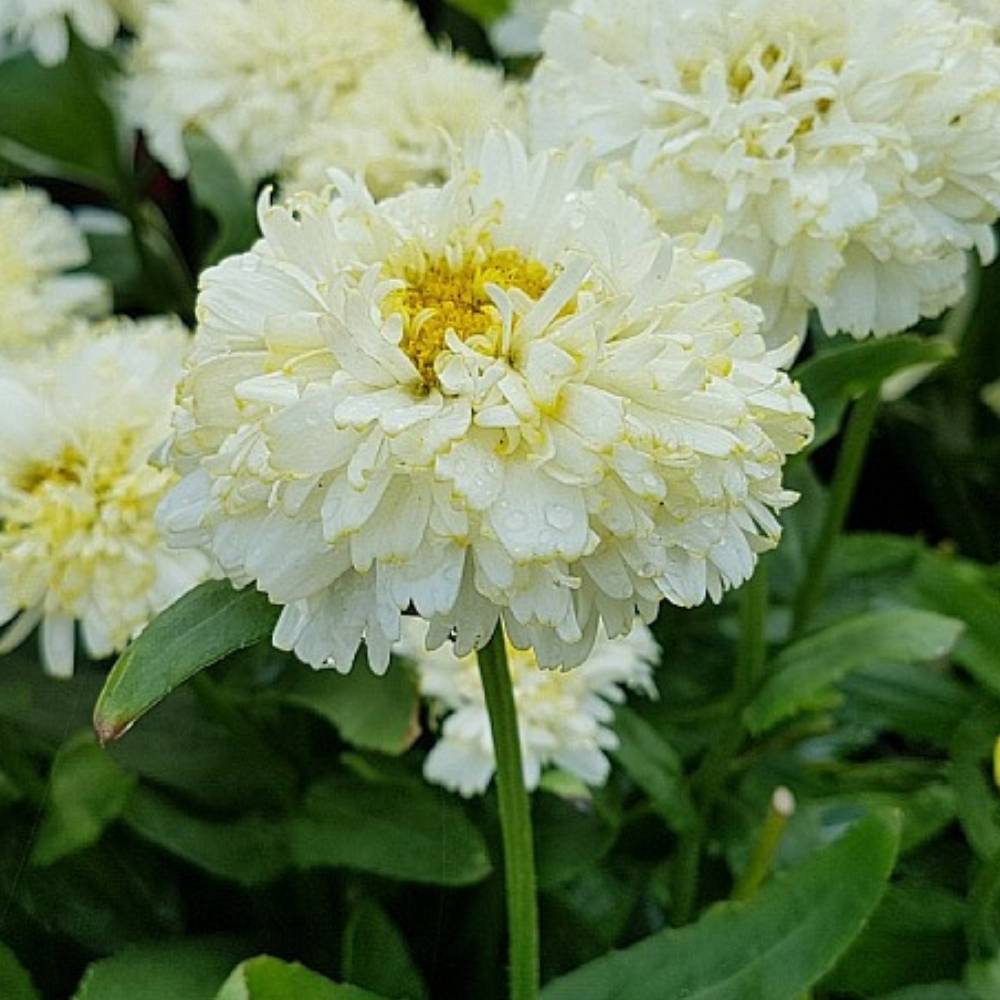 Kæmpemarguerit, LEUCANTHEMUM s. 'Luna' - 1 L Potte