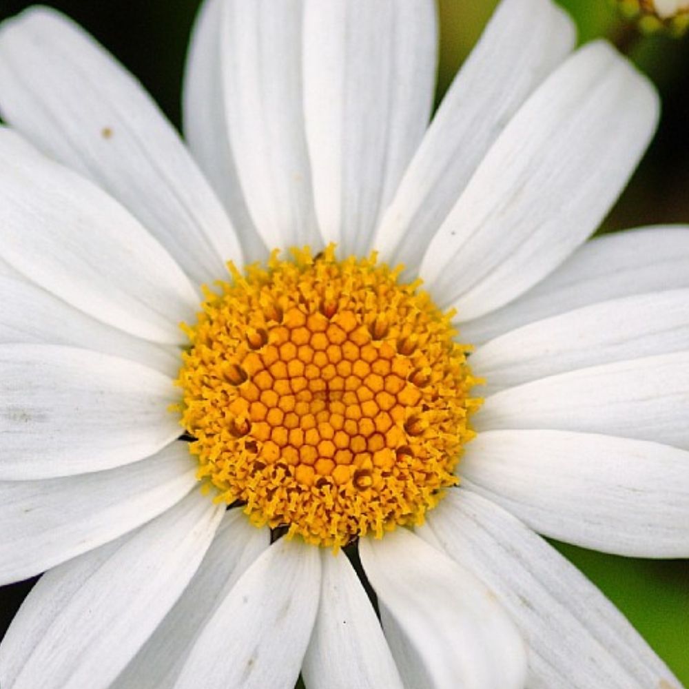Kæmpemargurit, LEUCANTHEMUM s. 'Sølvprincessen' - 1 L Potte