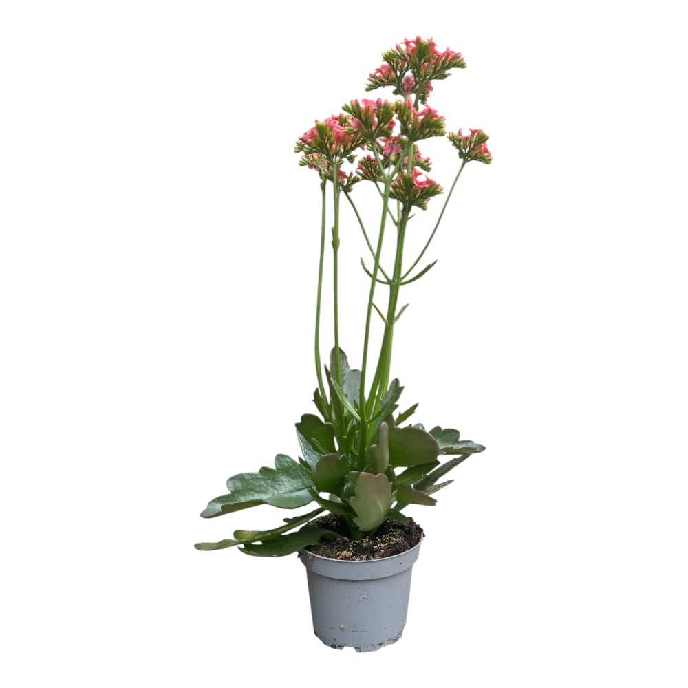 Kalanchoe Arts-hybrid pink – farverig og nem blomstrende plante