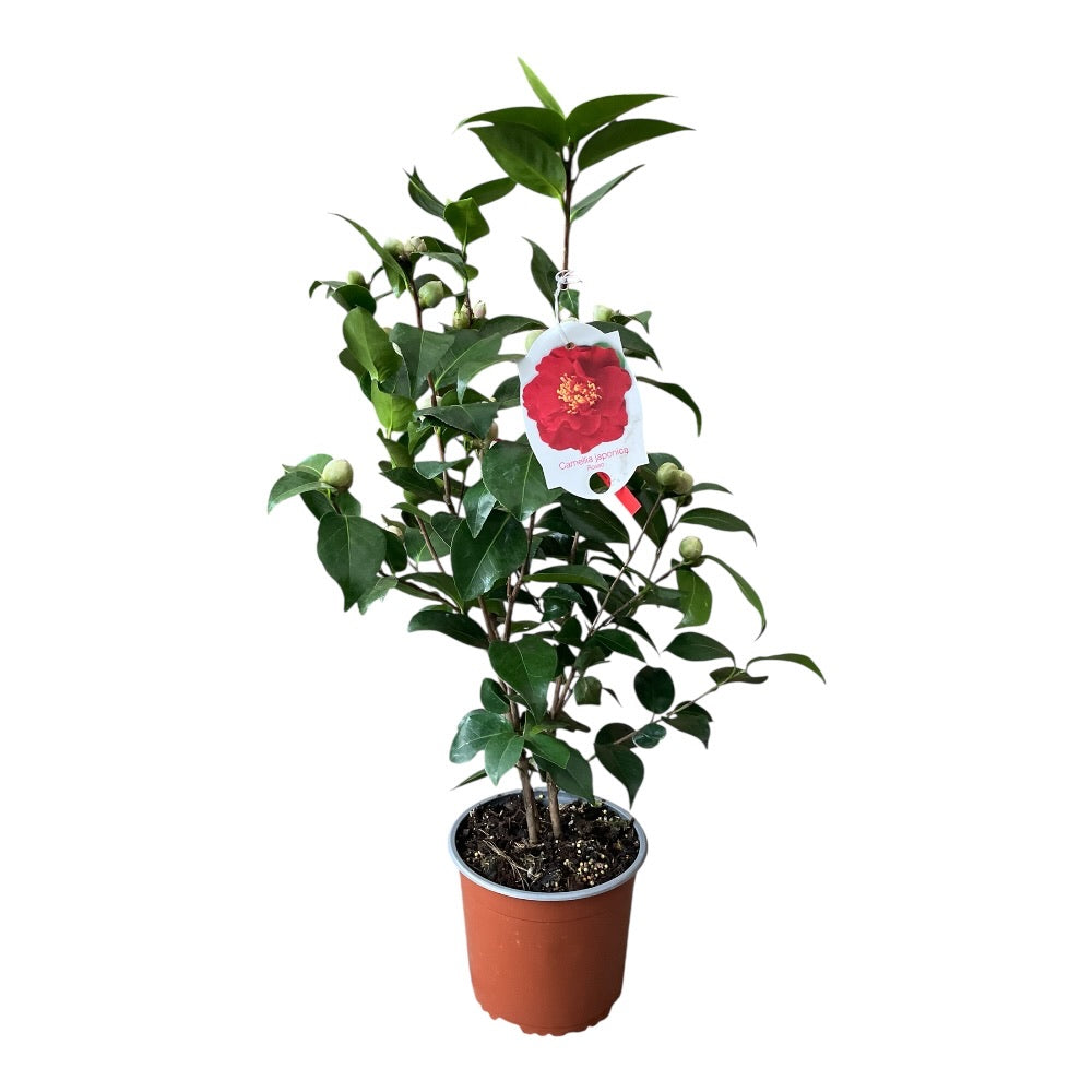 Kamelia, Camellia jap Mrs. Charles Cobb