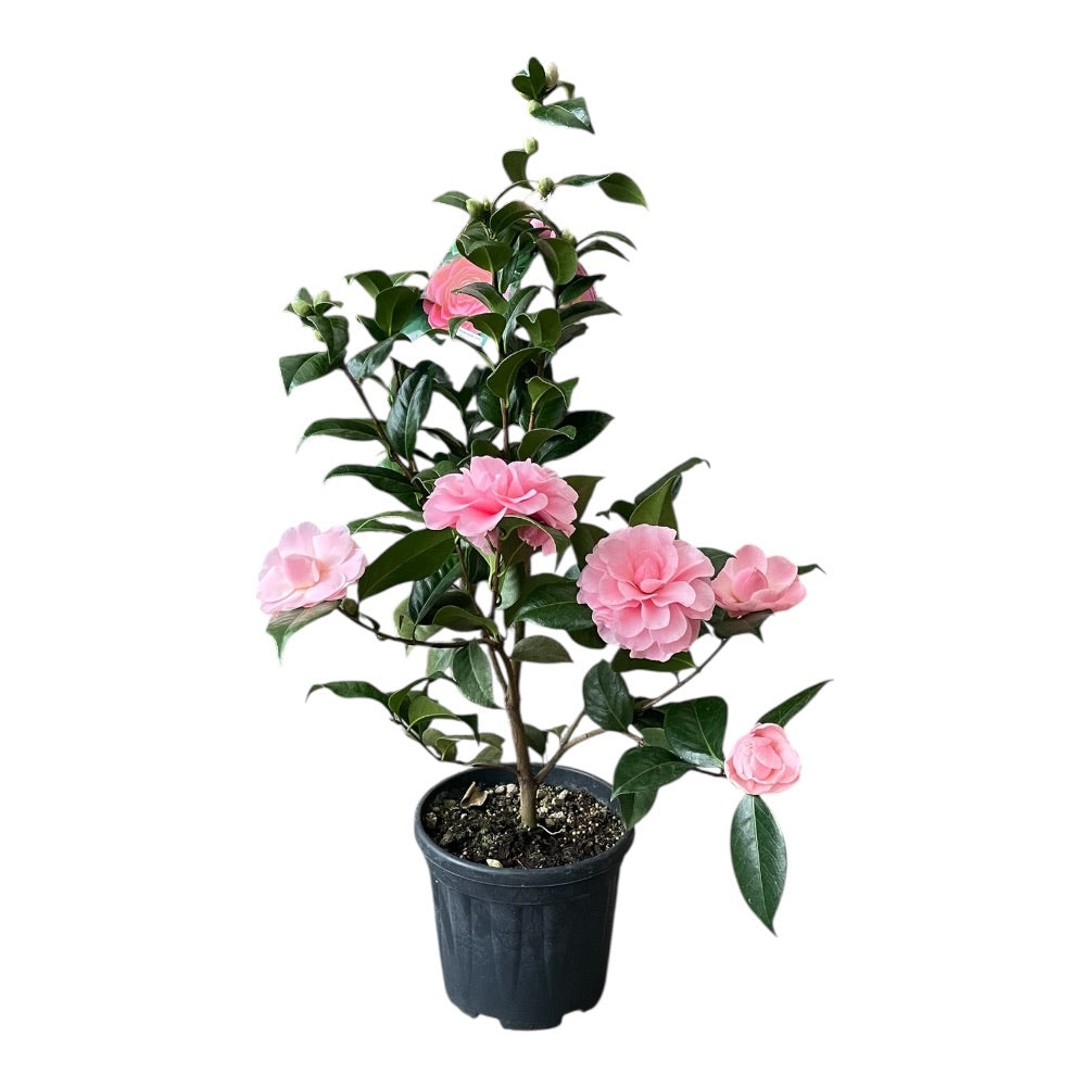 Camellia jap Nuccio's Cameo