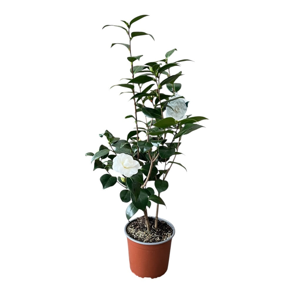 Camellia jap Nuccio's Gem