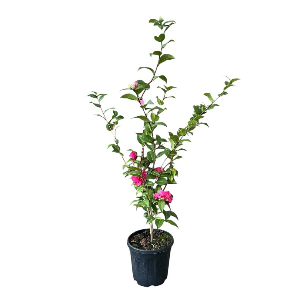 Kamelia, Camellia japonica 'Debbie'- 21 cm potte
