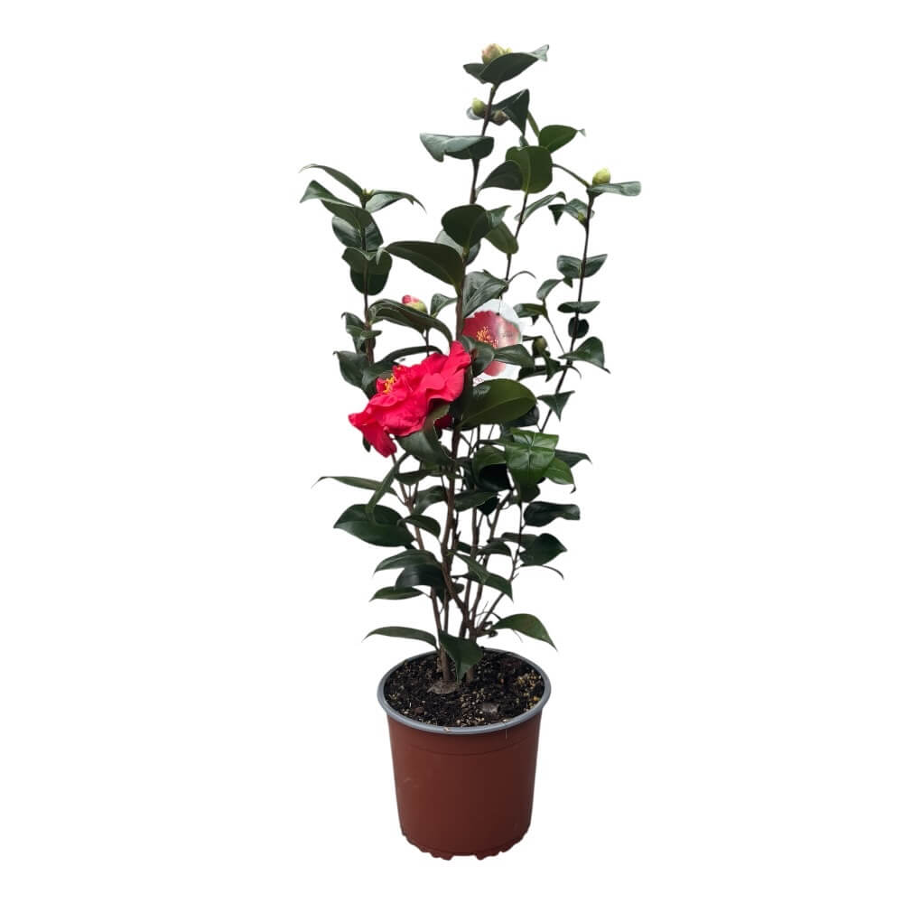 Kamelia, Camellia