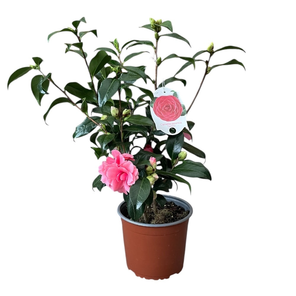 CAMELLIA japonica 'Il Tramonto' / 50-60 C3