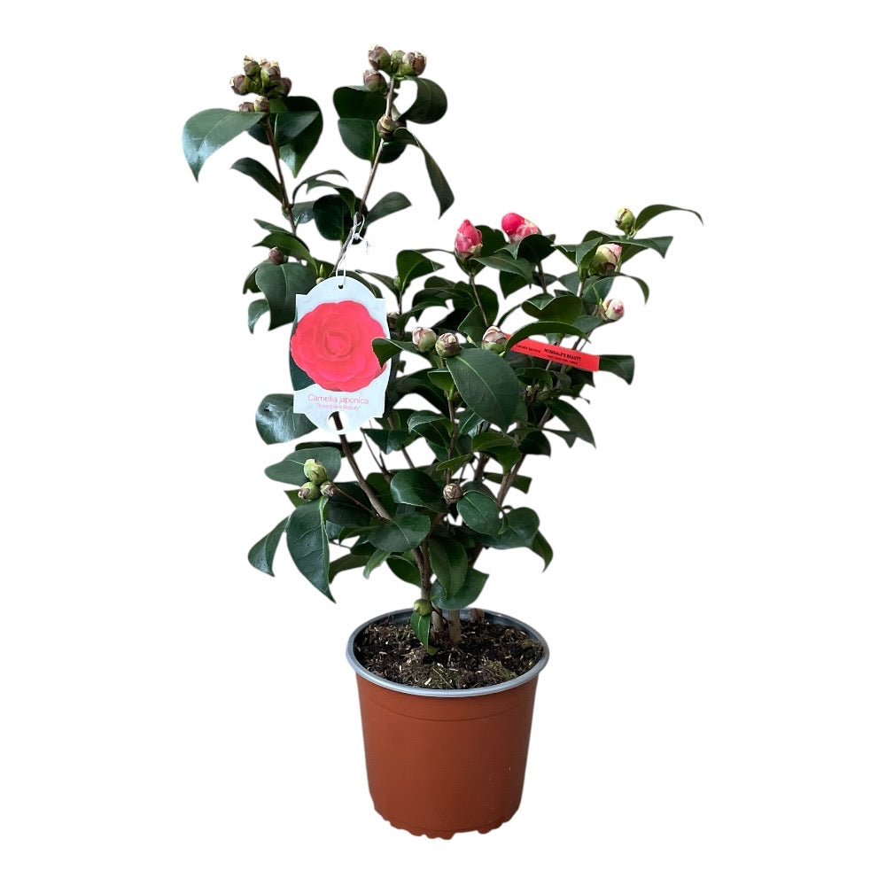Kamelia, Camellia 'Rosedale Beauty'