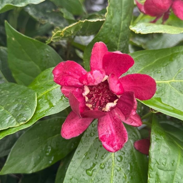 Kanelbusk, Calycanthus 'Aphrodite' PW – 5 liters potte