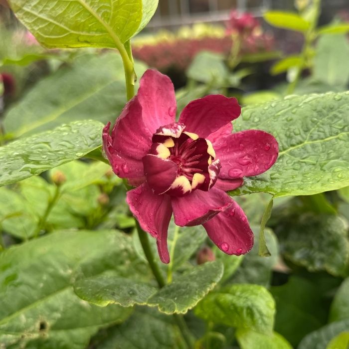 Kanelbusk, Calycanthus 'Aphrodite' PW – 5 liters potte