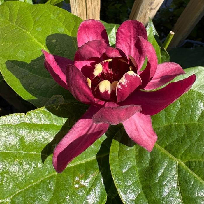 Kanelbusk, Calycanthus 'Aphrodite'
