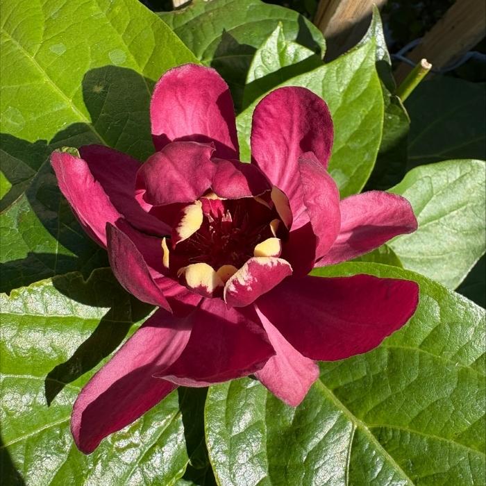 Kanelbusk, Calycanthus 'Aphrodite'
