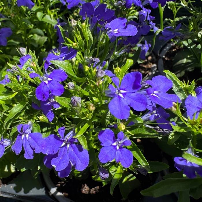 kantlobelie lobelia 6 stk.