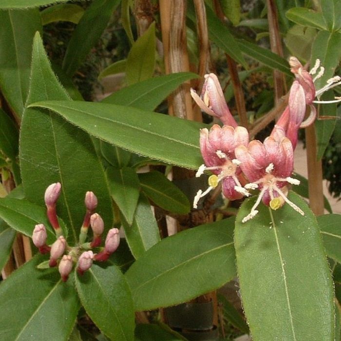 Kaprifolie, Lonicera henryi 