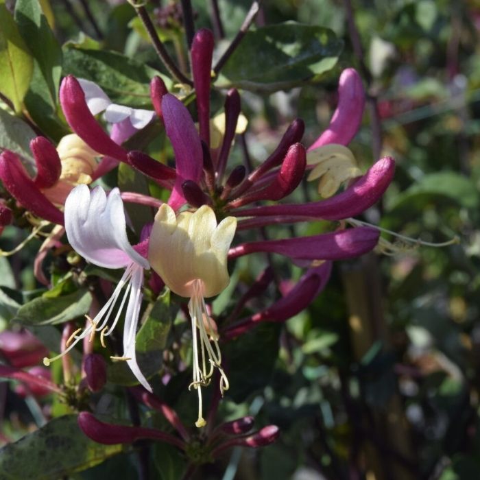 Duft Kaprifolie, Lonicera pericl. 'Serotina'