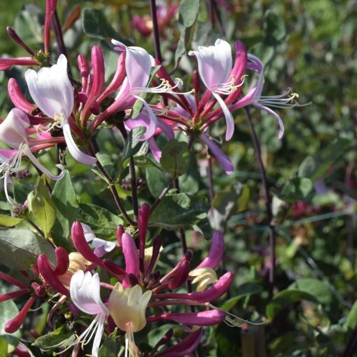 Duft Kaprifolie, Lonicera pericl. 'Serotina'