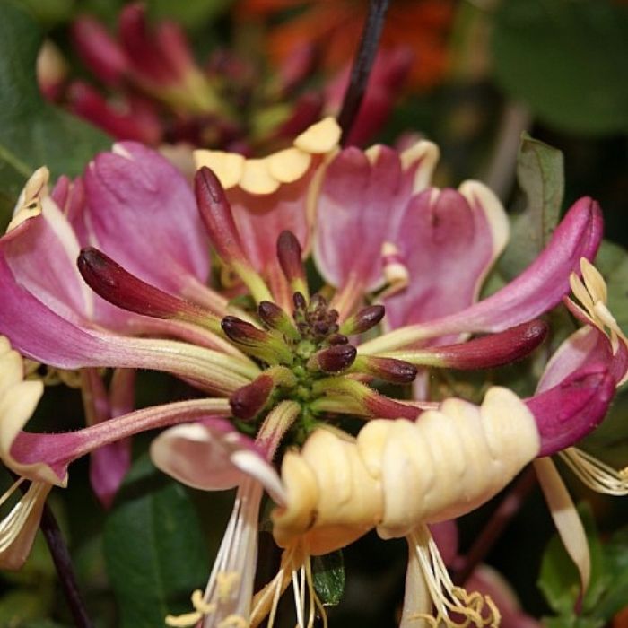 Duft Kaprifolie, Lonicera pericl. 'Serotina'