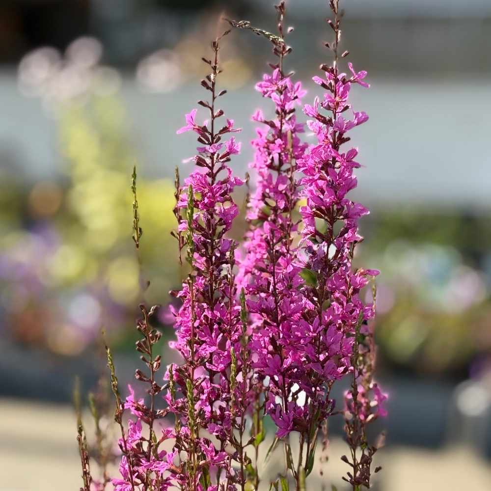 Yndig kattehale Rose Queen i 1L potte, klar til at blive plantet i haven