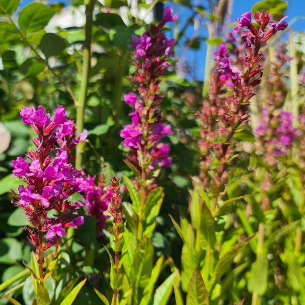 Kattehale, LYTHRUM salicaria 'Robin' - 1 L Potte