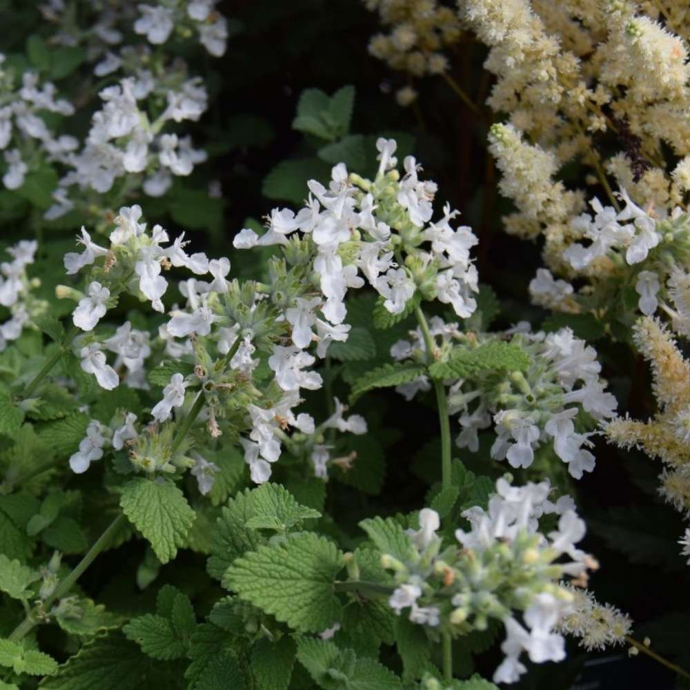 Blåkant, Katteurt, NEPETA faassenii 'Alba' - 1 L Potte