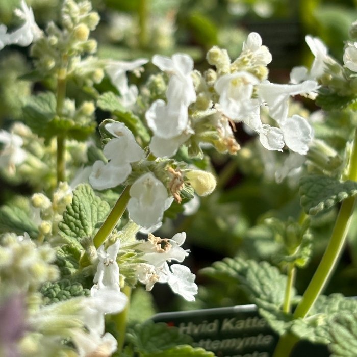 Blåkant, katteurt 'Alba' (Nepeta faassenii 'Alba') – 1 L potte