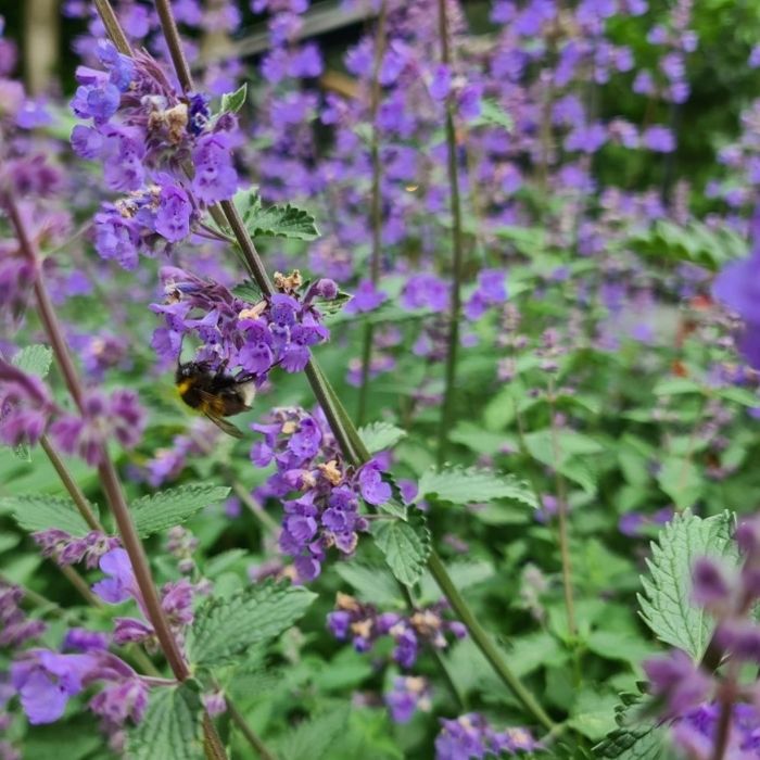 Katteurt, NEPETA faassenii 'Walkers Low' 