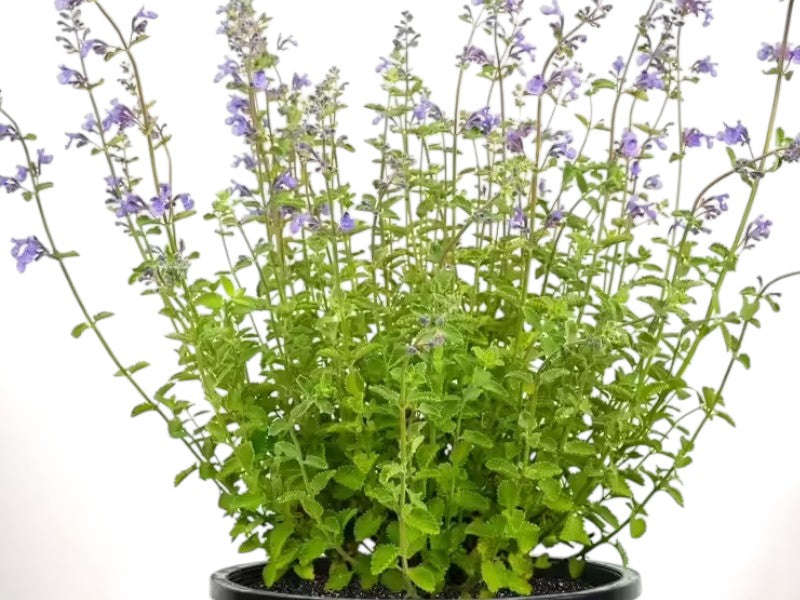 Nepeta faassenii 'Walkers Low' - 1 liters plante.